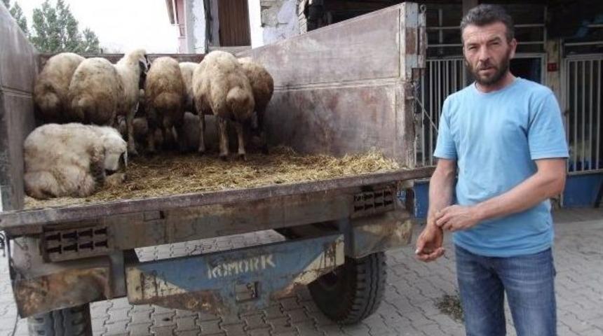 Ak&ccedil;adağ&rsquo;da Kurbanlık Satışları Durgun