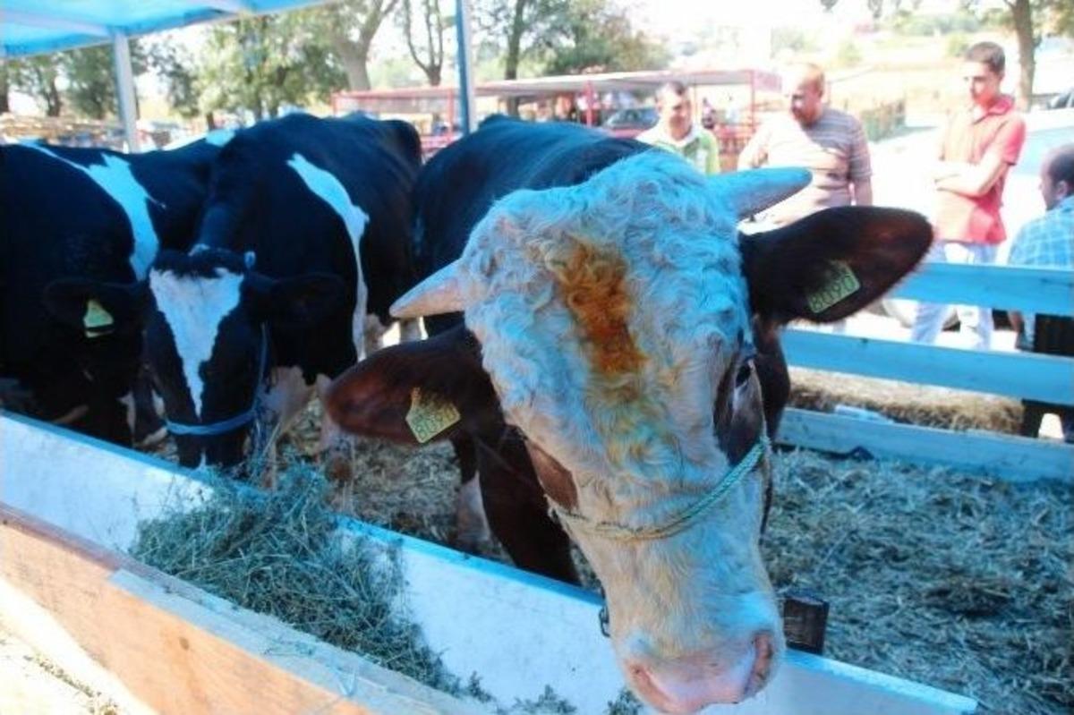 (&ouml;zel Haber) Tekirdağ&rsquo;da Kurban Pazarında İşler Durgun