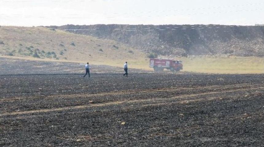 Yakılan Anızlar, Kaplumbağaları Da Canından Ediyor