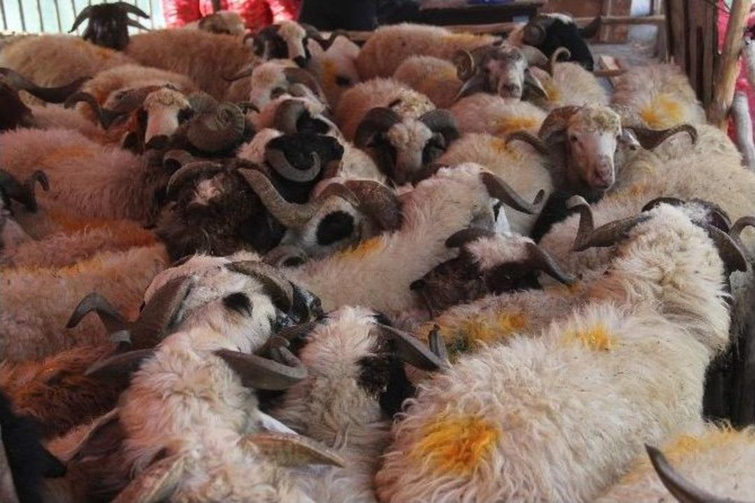 Organik Kurbanlıkta Kampanya