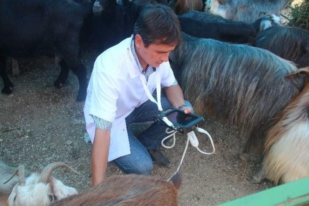 Hayvan Pazarında Ultrason Cihazı İle Gebelik Muayenesi