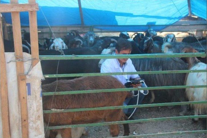 Hayvan Pazarında Ultrason Cihazı İle Gebelik Muayenesi G1