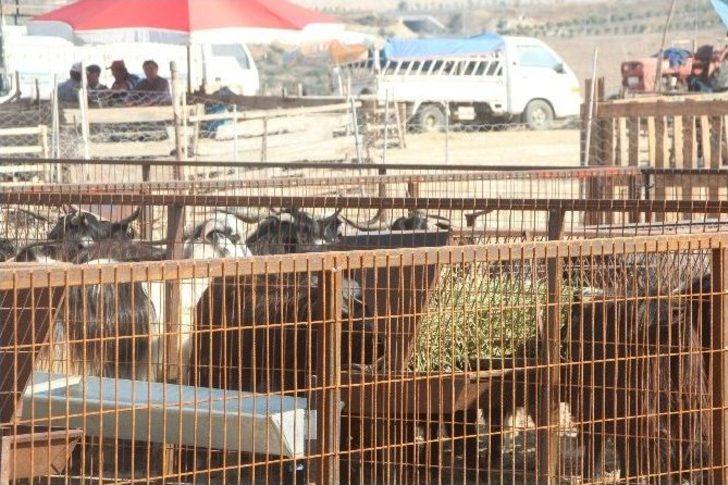 Hayvan Pazarında Ultrason Cihazı İle Gebelik Muayenesi G2