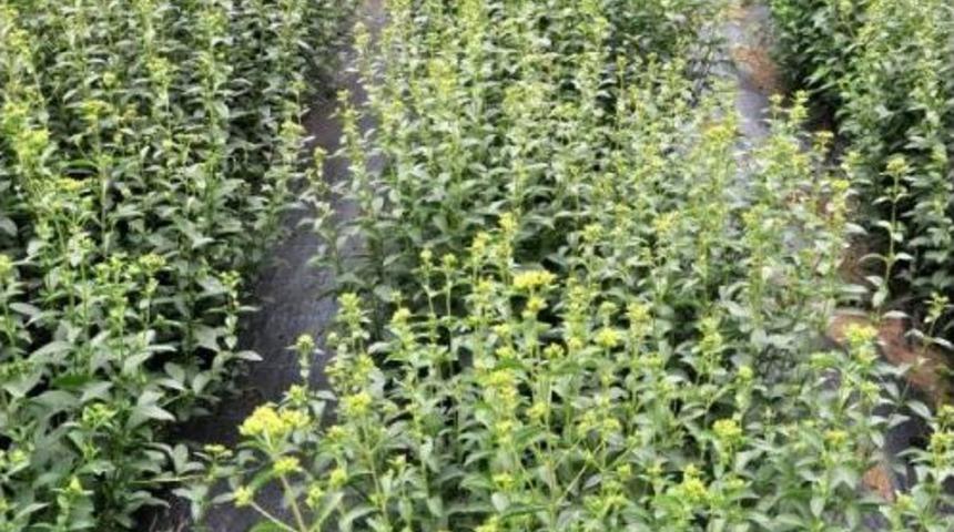 &Ccedil;aykur, Kalorisiz Şeker Bitkisi Stevia &Uuml;retiminde Başarılı Oldu