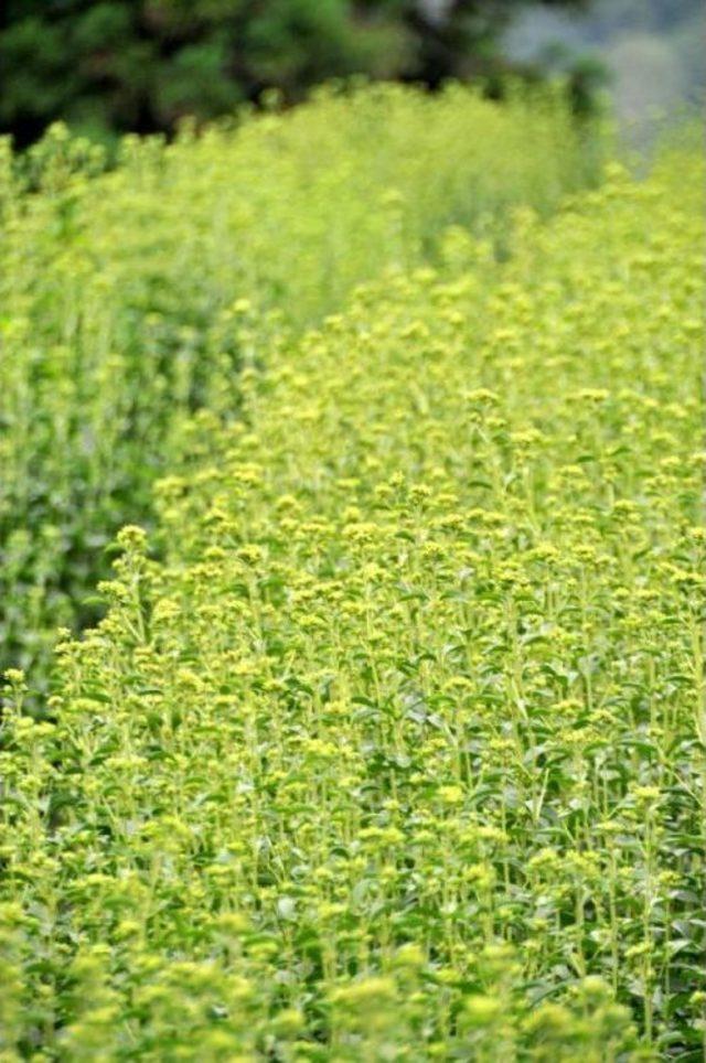 Çaykur, Kalorisiz Şeker Bitkisi Stevia Üretiminde Başarılı Oldu