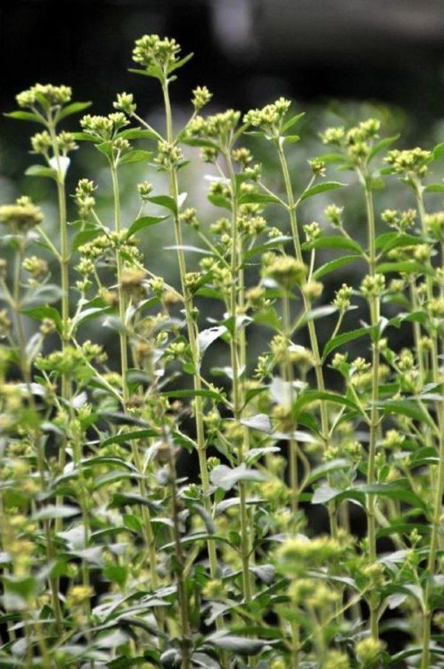 Çaykur, Kalorisiz Şeker Bitkisi Stevia Üretiminde Başarılı Oldu