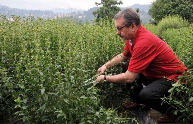 Çaykur, Kalorisiz Şeker Bitkisi Stevia Üretiminde Başarılı Oldu