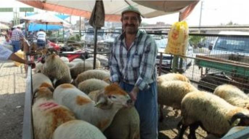 Burhaniye&rsquo;de Kurbanlıklar Alıcı Bekliyor