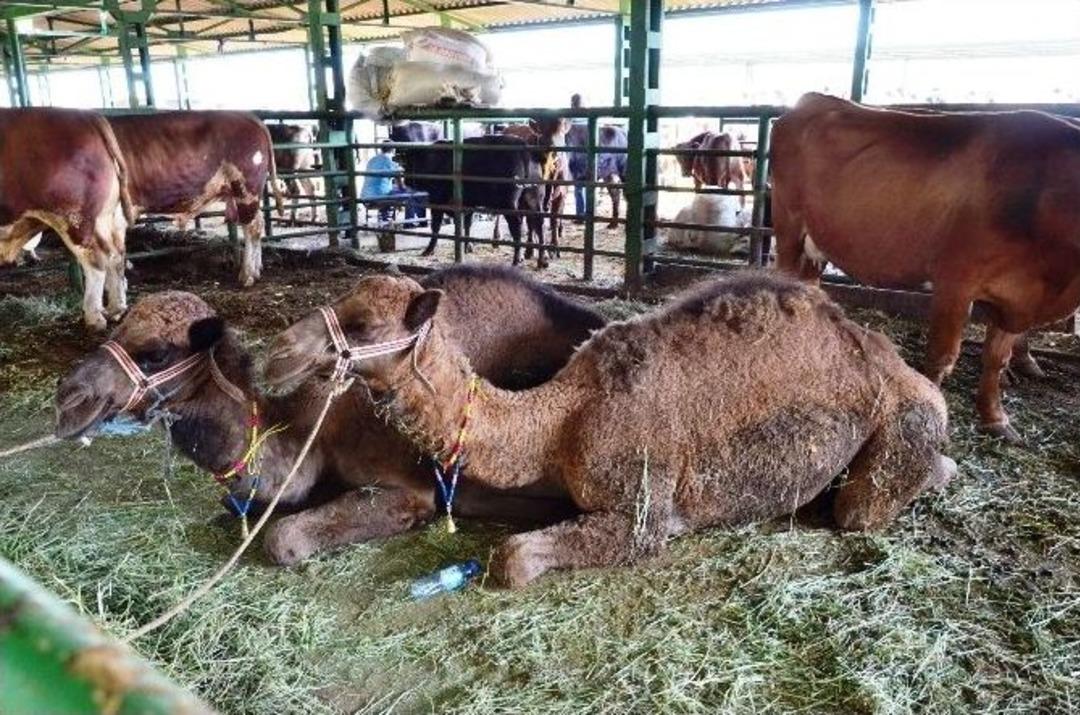Malatya&rsquo;da Canlı Hayvan Pazarında Hareketlilik S&uuml;r&uuml;yor