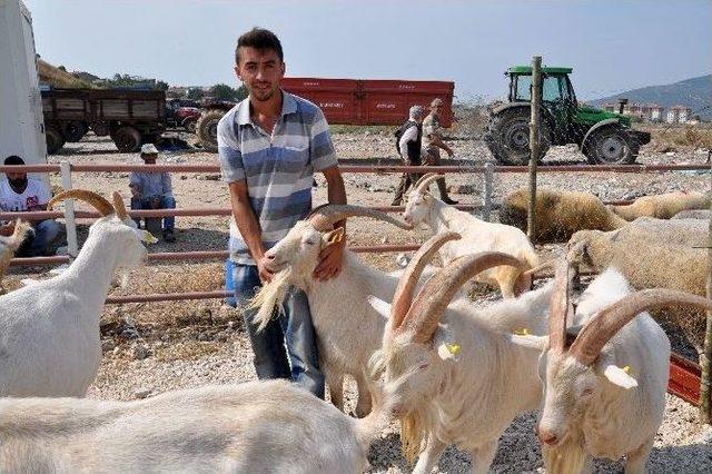 Karacabey’de Kurbanlıklar Elde Kaldı