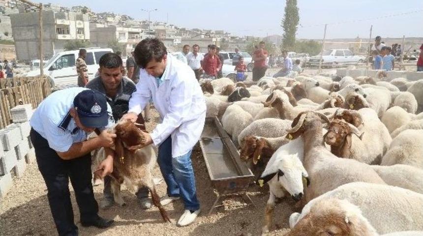 Kurbanlıklar Veteriner Kontrol&uuml;nden Ge&ccedil;ti