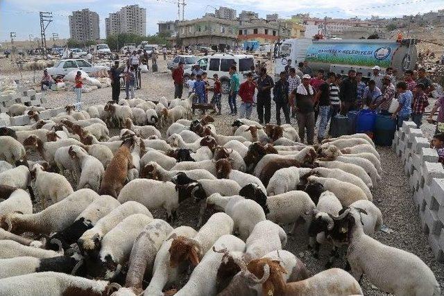 Kurbanlıklar Veteriner Kontrolünden Geçti