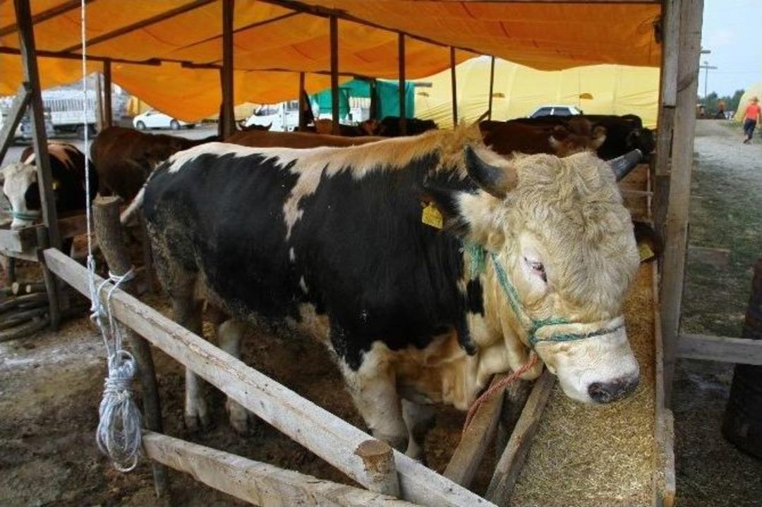 Kurban Pazarının G&ouml;zdesi Deve Ve Vezir İsimli 1 Tonluk Boğa