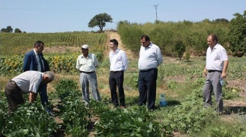Bandırma&rsquo;da Soya &Uuml;retimi Desteği Talebi