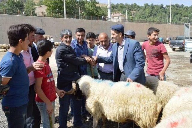 Bitlis’te Kurbanlıklar Görücüye Çıktı