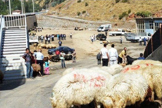 Bitlis’te Kurbanlıklar Görücüye Çıktı