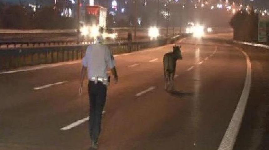 Tem Otoyolu'nda Boğa Kaçtı, Polis Kovaladı