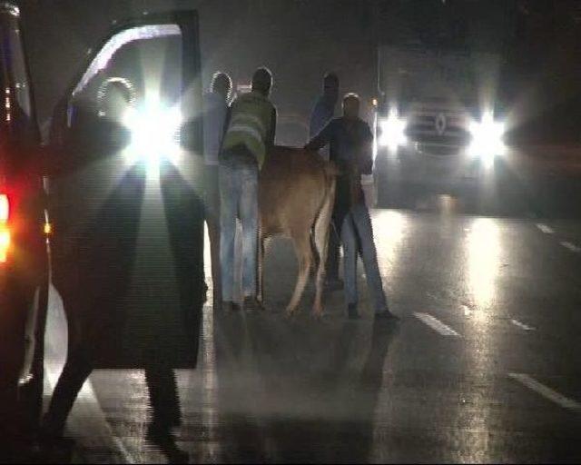 Tem Otoyolu'nda Boğa Kaçtı, Polis Kovaladı