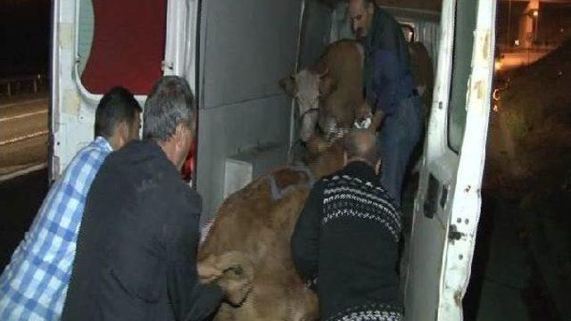 Bull Runs For Life, Blocks Highway To Istanbul For Two Hours