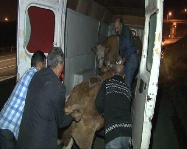 Tem Otoyolu'nda Boğa Kaçtı, Polis Kovaladı