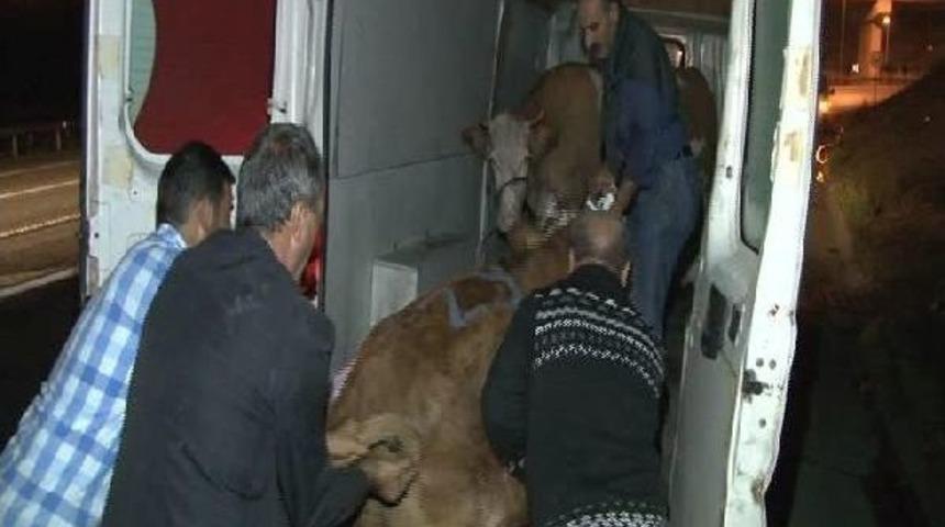 Bull Runs For Life, Blocks Highway To Istanbul For Two Hours