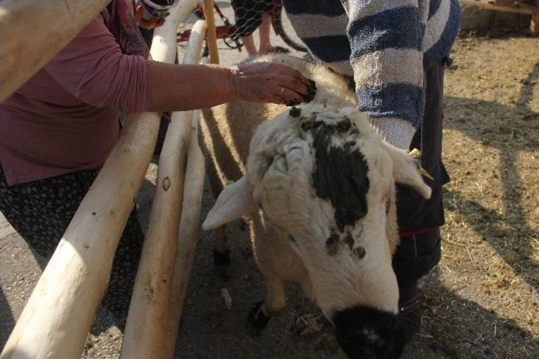 (&ouml;zel Haber) Kurbanlık Ko&ccedil;larına Kına Yaktı