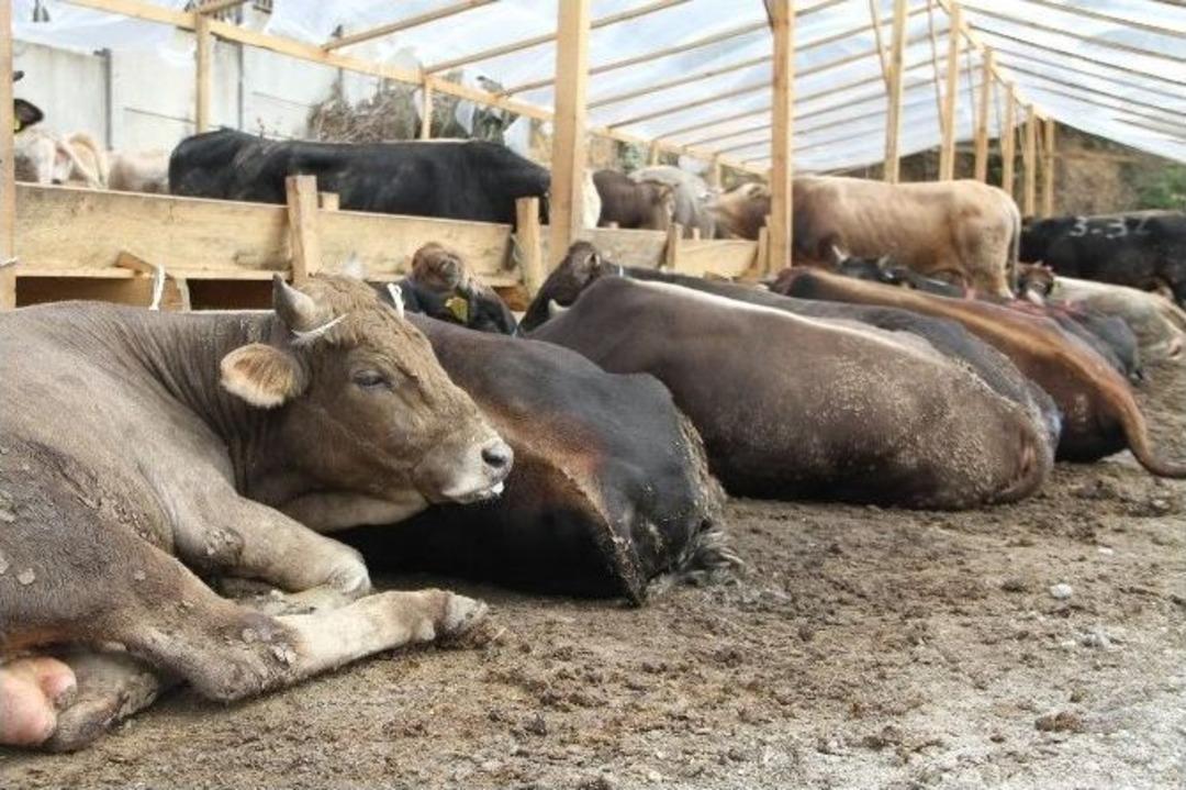 Uzmanı Kurban Kesiminde Kullanılan Rueff Y&ouml;ntemini Anlattı