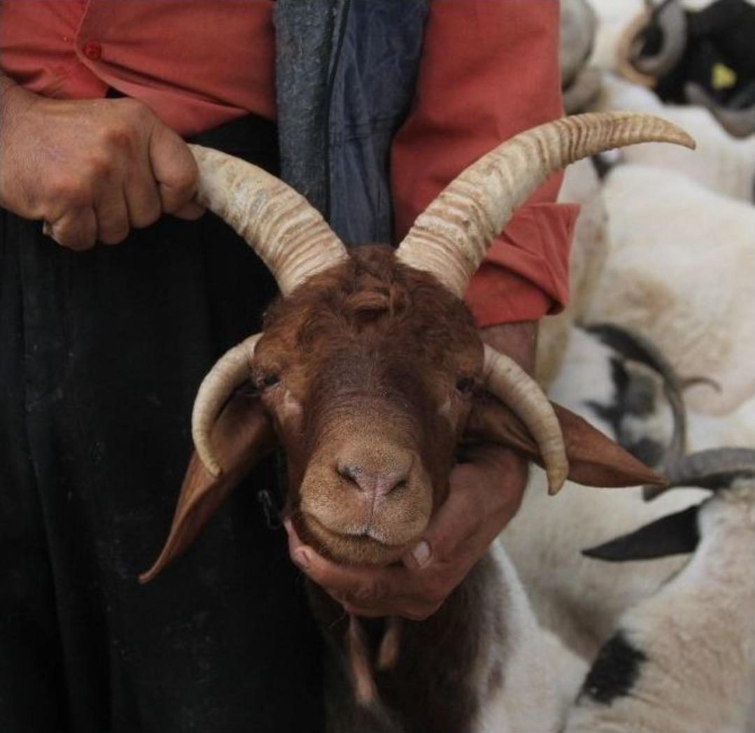 (&ouml;zel Haber) 4 Boynuzlu Ko&ccedil; İlgi Odağı Oldu