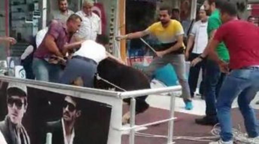 Sacrificial Calf Flee, Hides In Optician