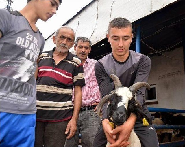 (özel Haber) Dört Boynuzlu Koçu Sahibi Satmaya Kıyamıyor