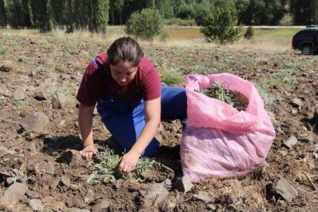 Organik K&ouml;y, 2 Milyon Ton Su Tasarrufu Sağladı 2