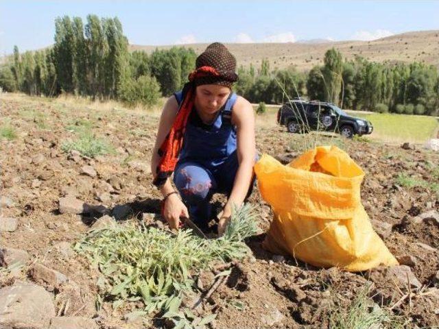 Organik K&ouml;y, 2 Milyon Ton Su Tasarrufu Sağladı 3