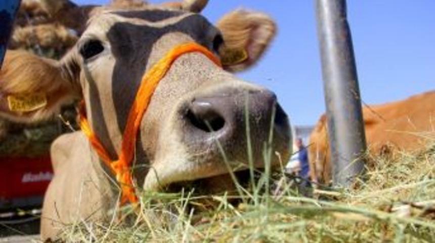 Erzurum Hayvan Pazarı Şap Nedeniyle Ge&ccedil;ici S&uuml;re Kapatıldı