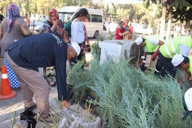 (özel Haber) Fatma Şahin, Mezarlıkta 10 Bin Fidan İle 2 Bin Şal Dağıttı