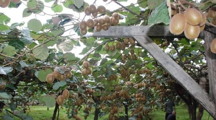 Karadeniz: "kivi İthal Ediyoruz"