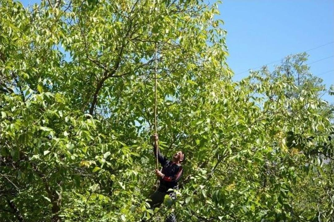 Van&rsquo;ın &Ccedil;atak İl&ccedil;esinde Organik Ceviz Hasadı Başladı