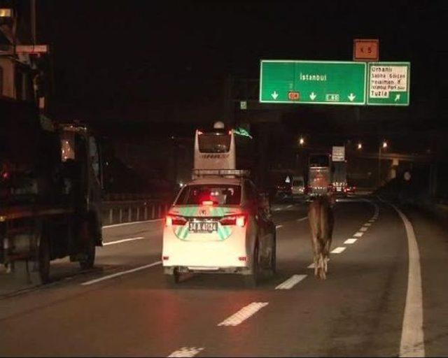 Bull Runs For Life, Blocks Highway To Istanbul For Two Hours