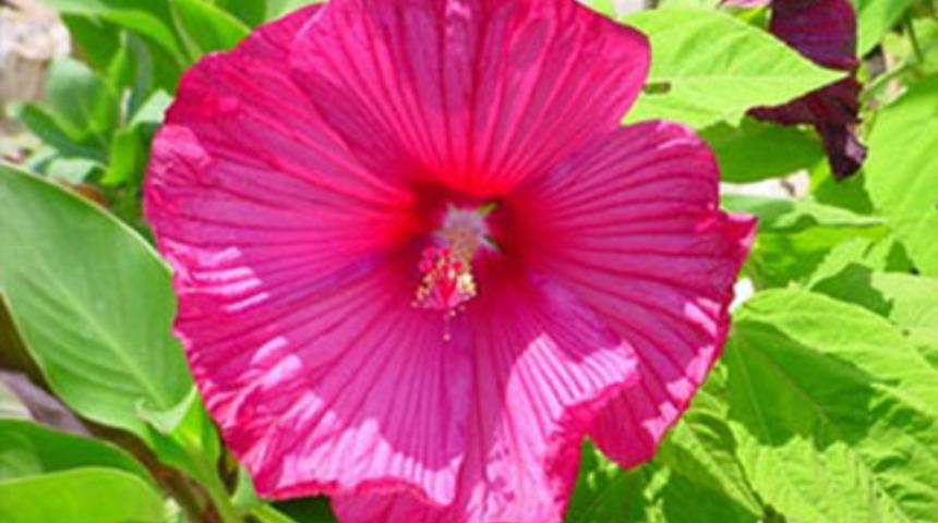 Çiçeklerin anlamları