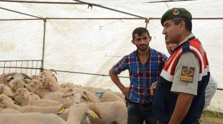 Hayvan Pazarında Jandarmadan Sıkı Denetim