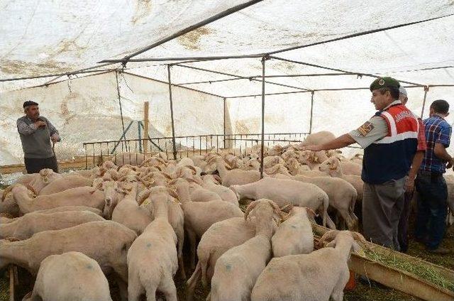 Hayvan Pazarında Jandarmadan Sıkı Denetim