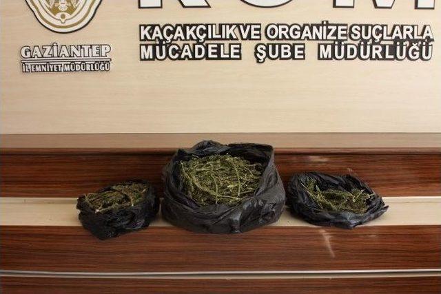 Gaziantep’te 10 Kilo Esrar Ele Geçirildi