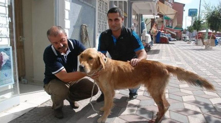 Yaralı K&ouml;peğe Sahip &Ccedil;ıktı