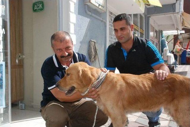 Yaralı Köpeğe Sahip Çıktı