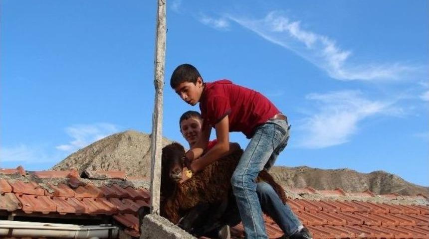 Kurbanlık Koyun Evin &Ccedil;atısına &Ccedil;ıktı