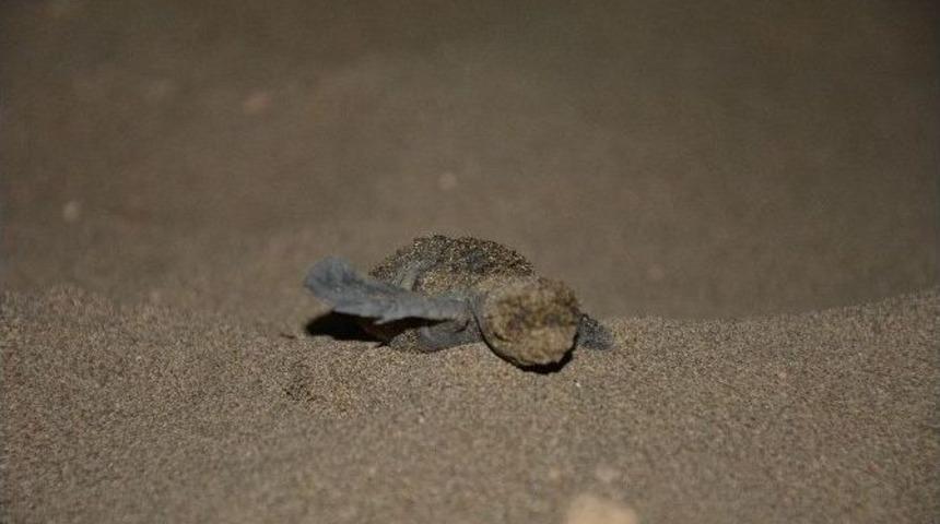 Yavru Caretta Carettaların Hayat Macerası Başladı