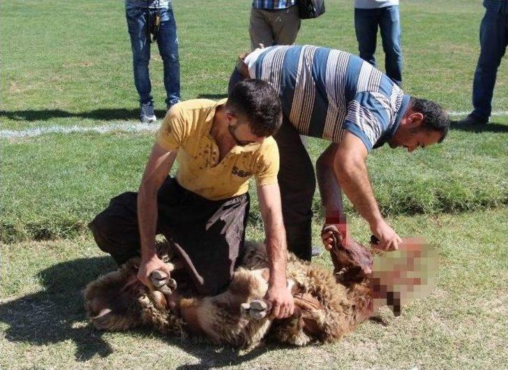 Ziraat Türkiye Kupası Siirt Haberleri