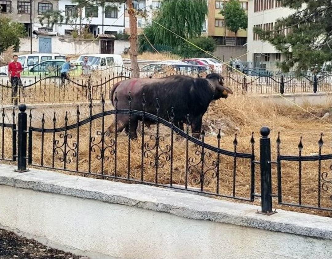 Sivas&rsquo;ta Ka&ccedil;an Manda Ortalığı Birbirine Kattı