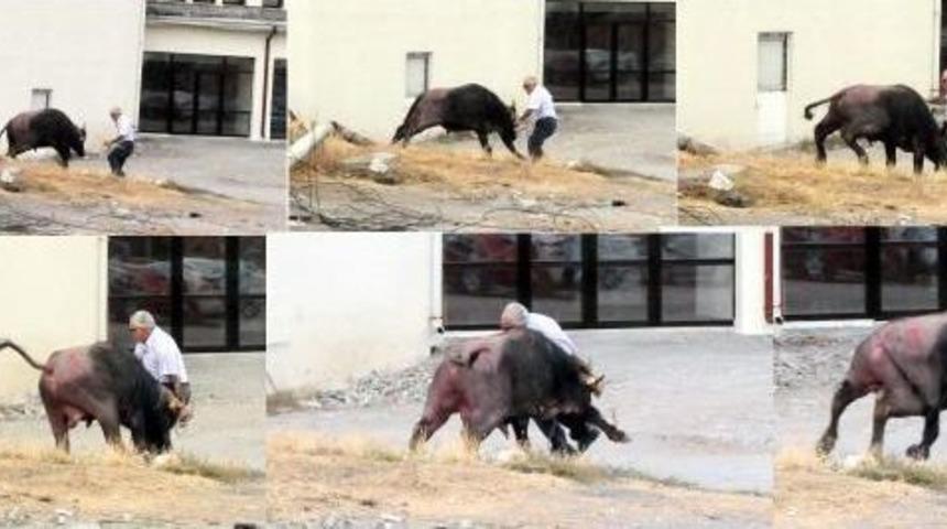 Ka&ccedil;an Kurbanlık Manda Ortalığı Birbirine Kattı