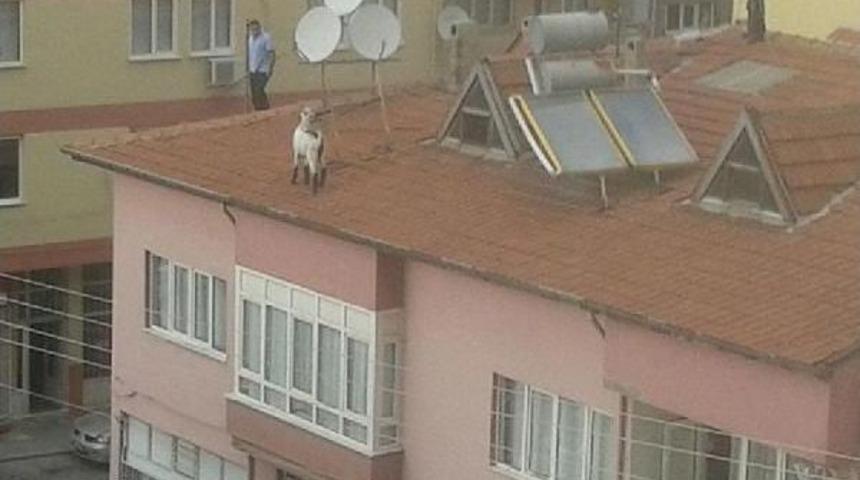 &Ccedil;atıda Kurbanlık Ke&ccedil;i Kovaladılar