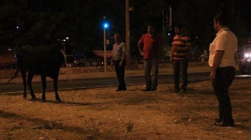 Sahibinin Elinden Ka&ccedil;an Dana Ortalığı Birbirine Kattı